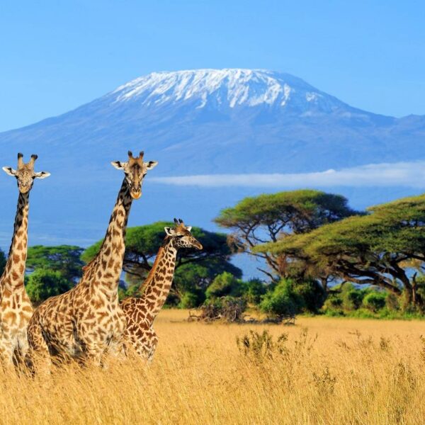 05 DAYS TANZANIA TOURS