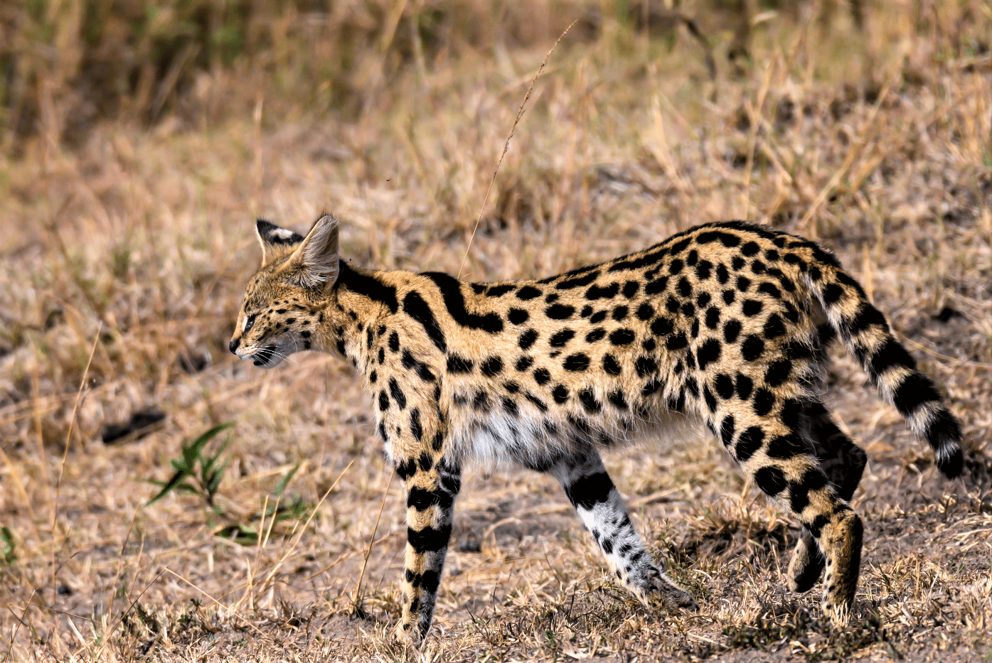 5 DAYS KENYA LODGE SAFARIS MASAI MARA